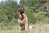 BERGER ALLEMAND 109